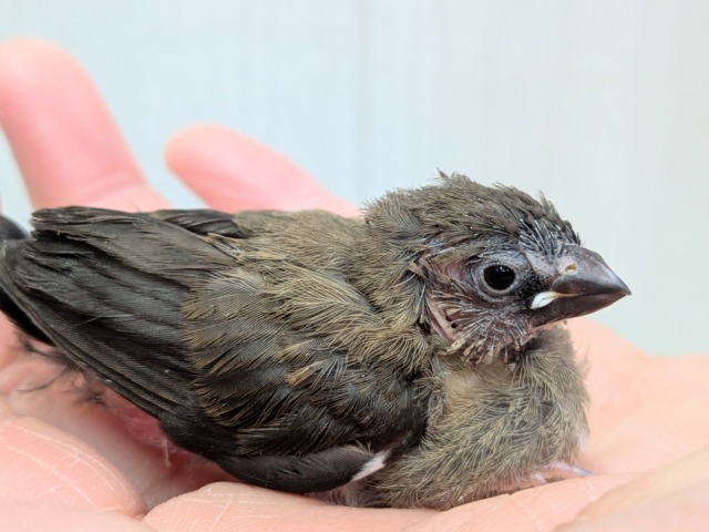 十姉妹（ジュウシマツ）