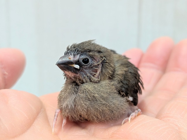 十姉妹（ジュウシマツ）