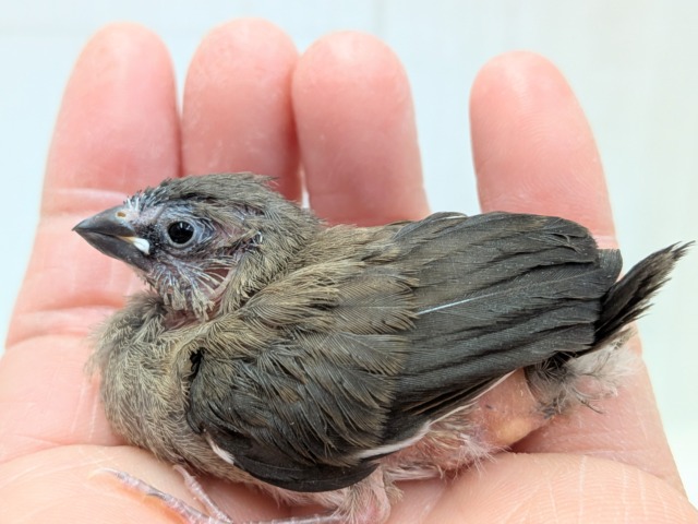 十姉妹（ジュウシマツ）