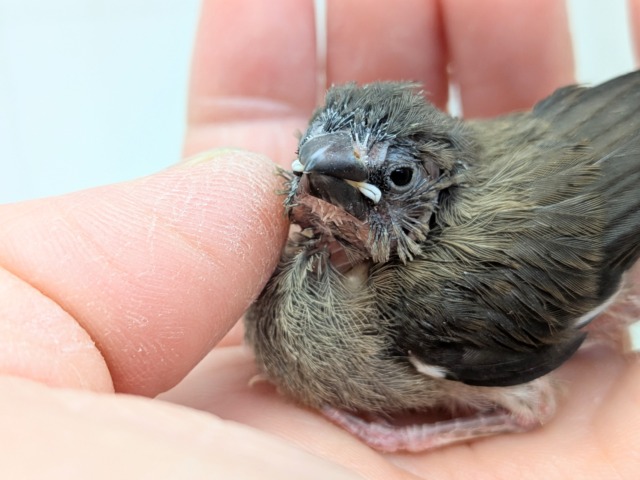 十姉妹（ジュウシマツ）