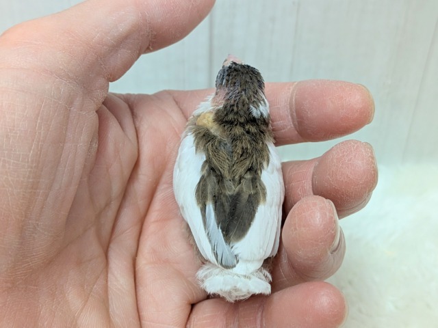 十姉妹（ジュウシマツ）