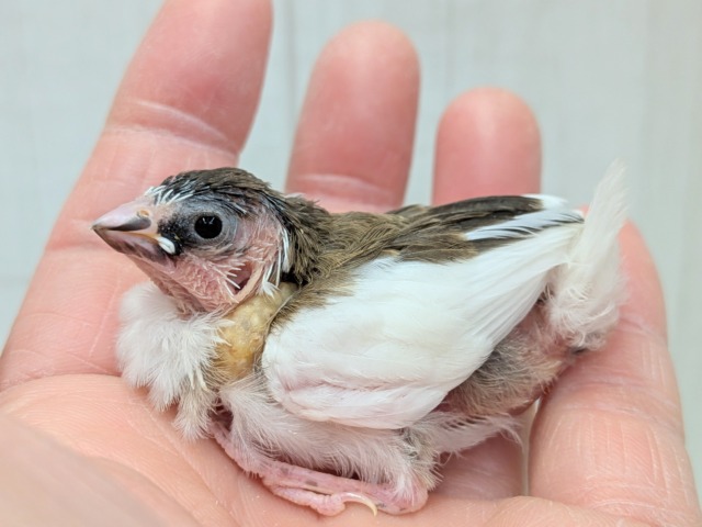 十姉妹（ジュウシマツ）