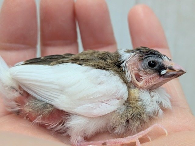 十姉妹（ジュウシマツ）