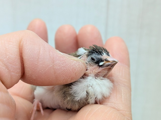 十姉妹（ジュウシマツ）