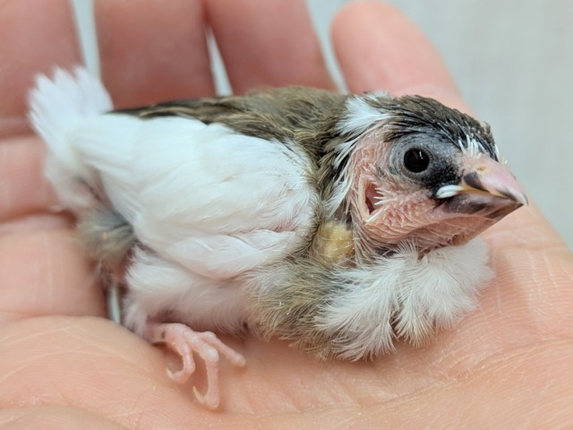 十姉妹（ジュウシマツ）