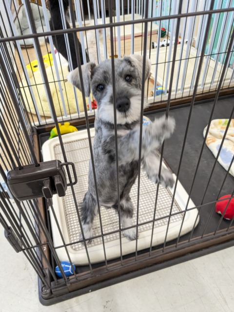 ミニチュアシュナウザー