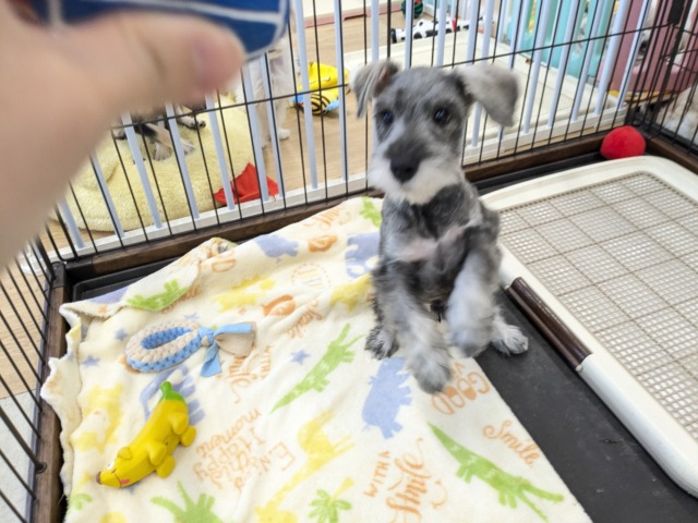 ミニチュアシュナウザー