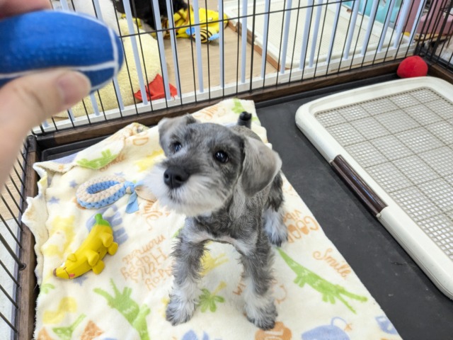 ミニチュアシュナウザー