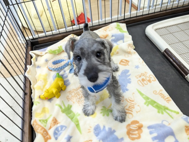 ミニチュアシュナウザー