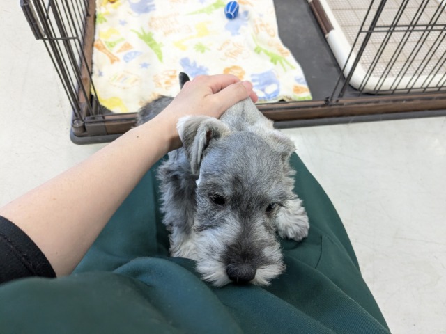 ミニチュアシュナウザー