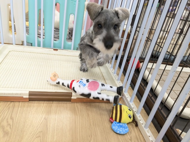 ミニチュアシュナウザー