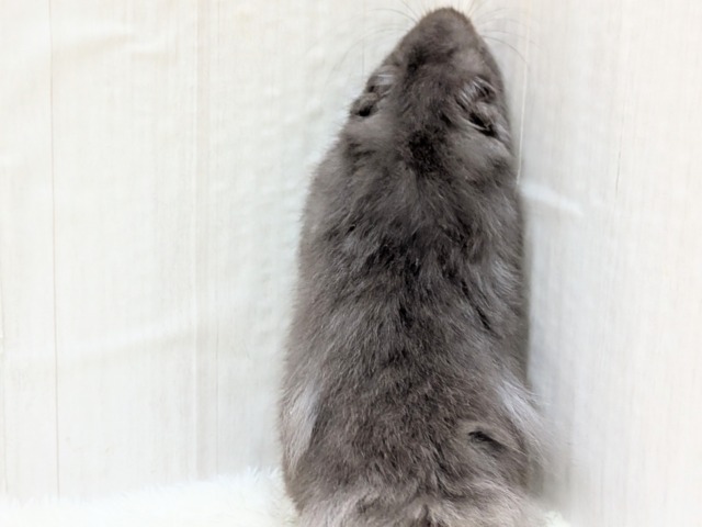 ゴールデンハムスター