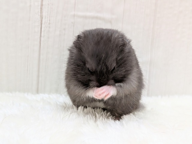 ゴールデンハムスター