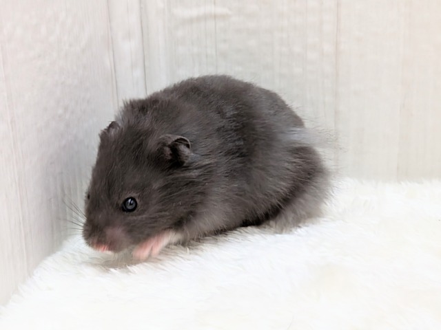 ゴールデンハムスター