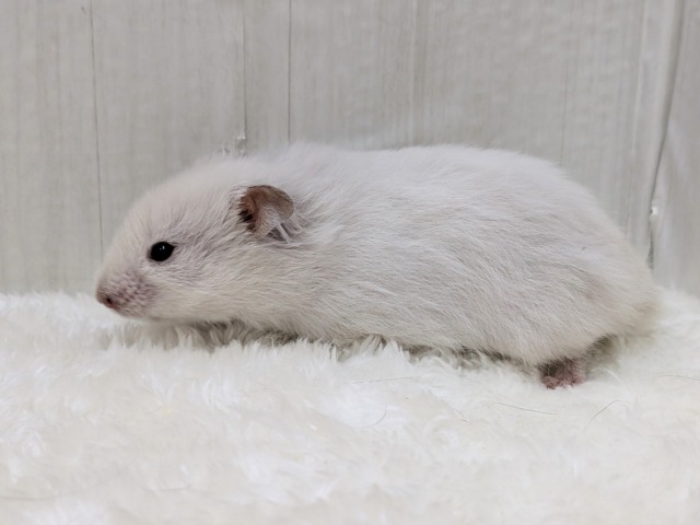 ゴールデンハムスター