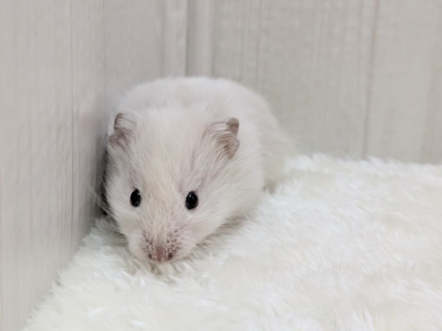 ゴールデンハムスター