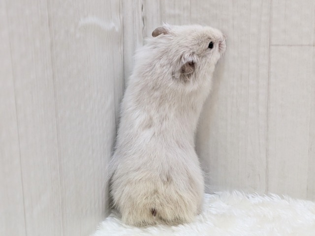 ゴールデンハムスター