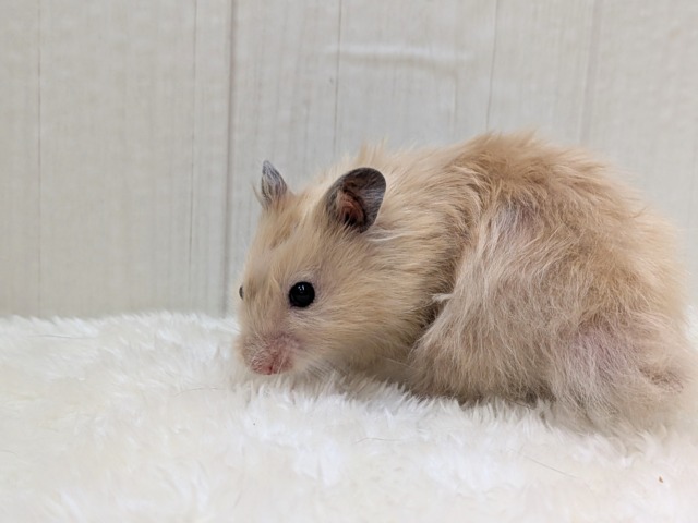ゴールデンハムスター