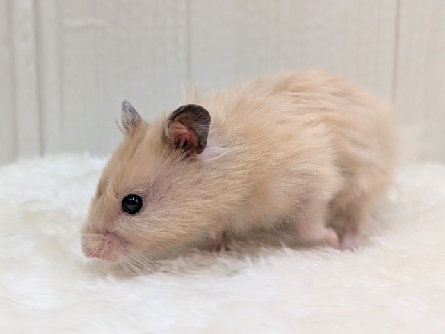 ゴールデンハムスター
