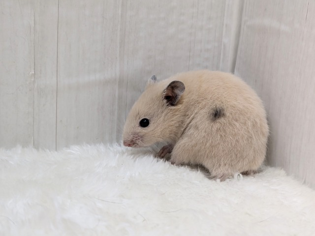 ゴールデンハムスター