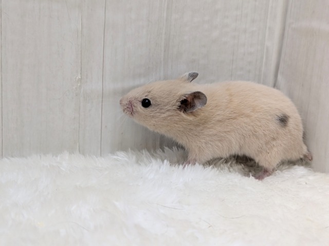 ゴールデンハムスター
