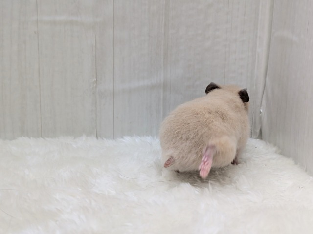 ゴールデンハムスター