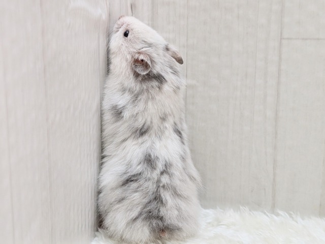 ゴールデンハムスター