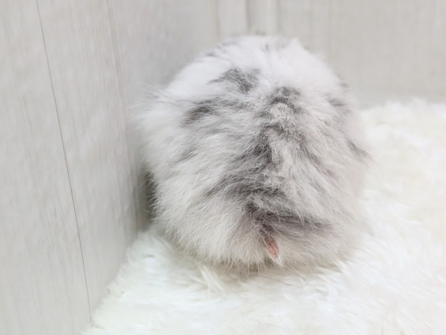 ゴールデンハムスター