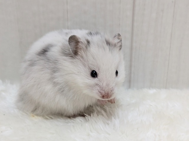 ゴールデンハムスター