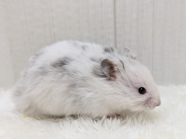 ゴールデンハムスター