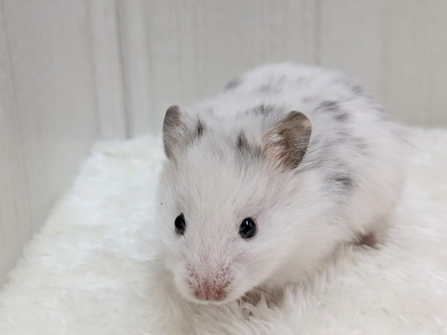 ゴールデンハムスター