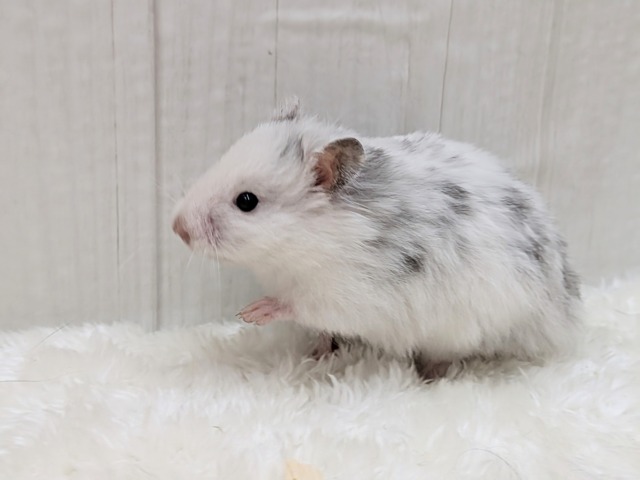 ゴールデンハムスター