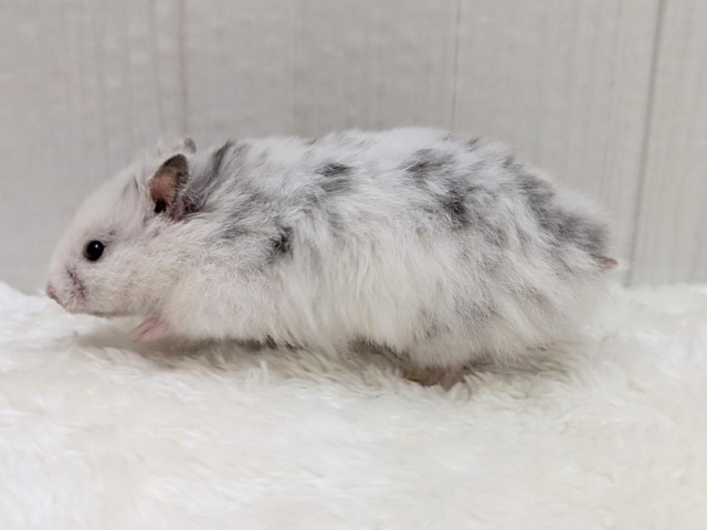 ゴールデンハムスター