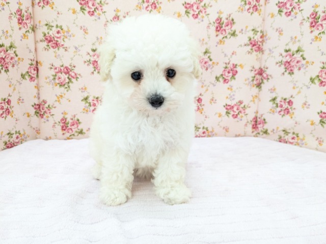 トイプードル