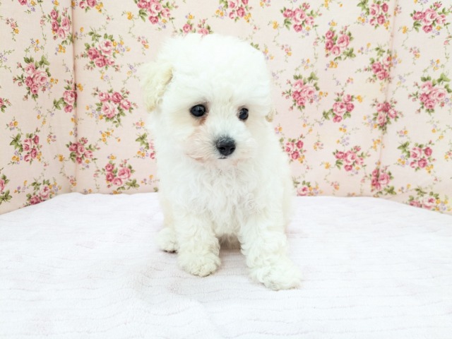 トイプードル