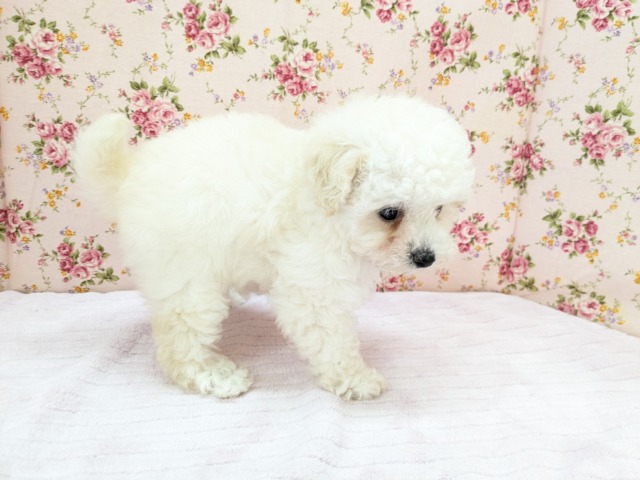 トイプードル