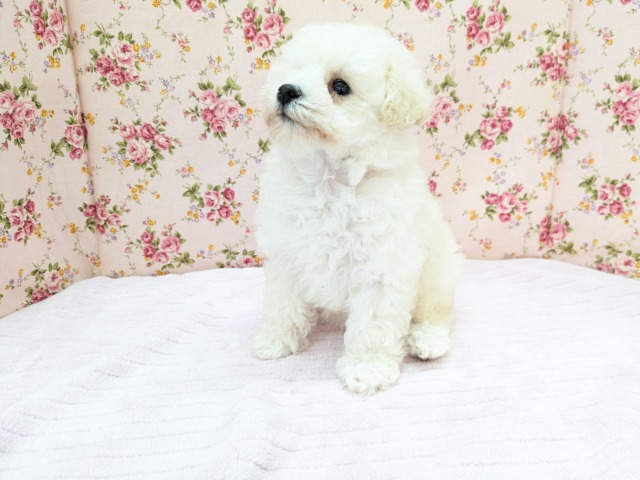 トイプードル