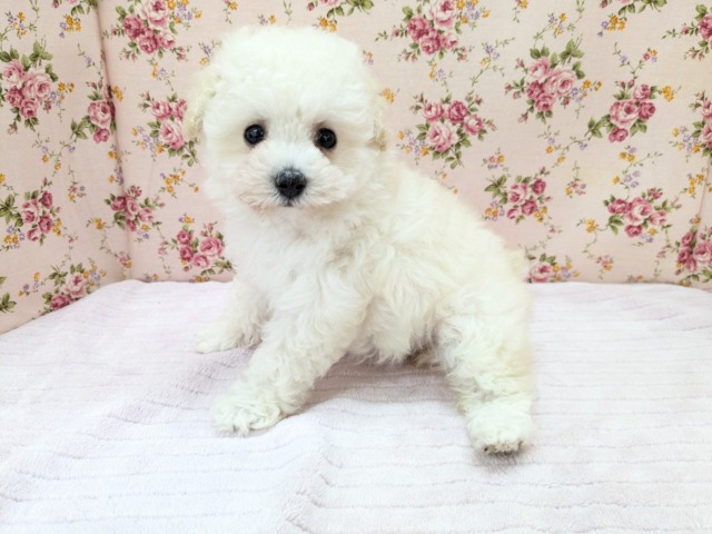 トイプードル