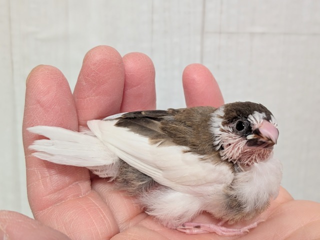 十姉妹（ジュウシマツ）