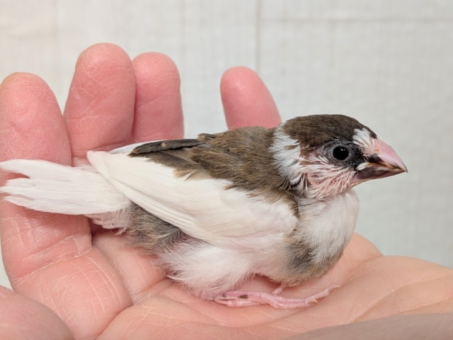 十姉妹（ジュウシマツ）