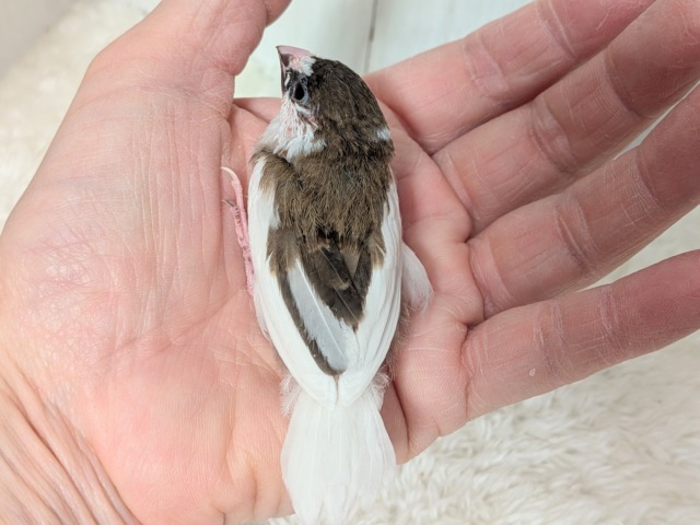 十姉妹（ジュウシマツ）