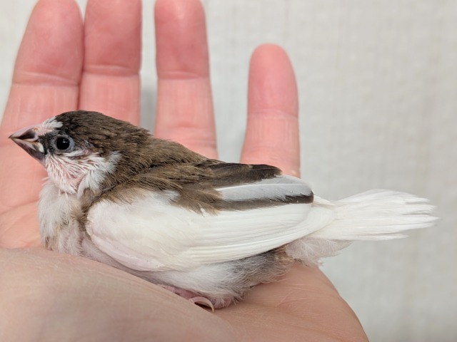 十姉妹（ジュウシマツ）