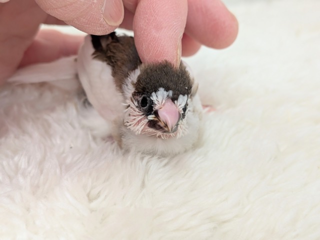 十姉妹（ジュウシマツ）