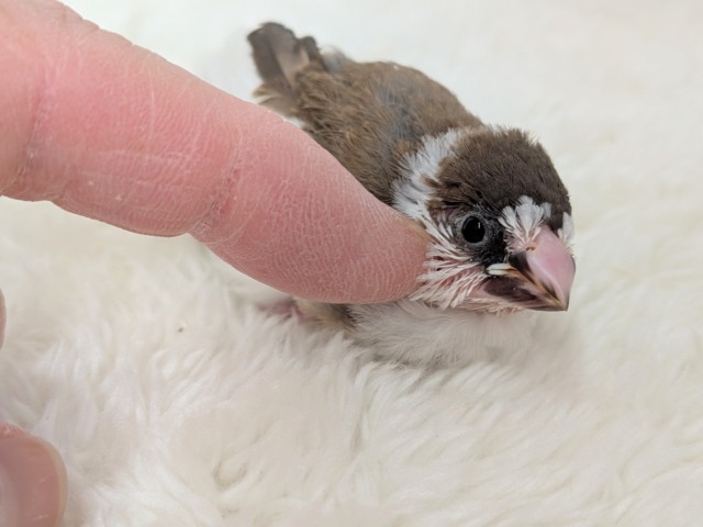 十姉妹（ジュウシマツ）