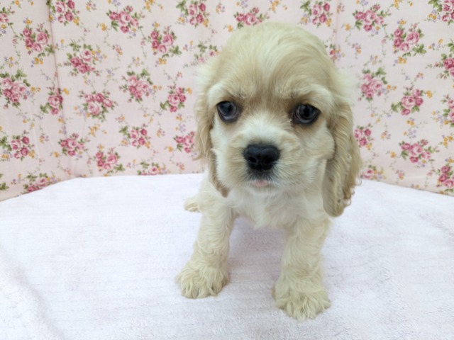 アメリカンコッカースパニエル