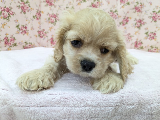 アメリカンコッカースパニエル