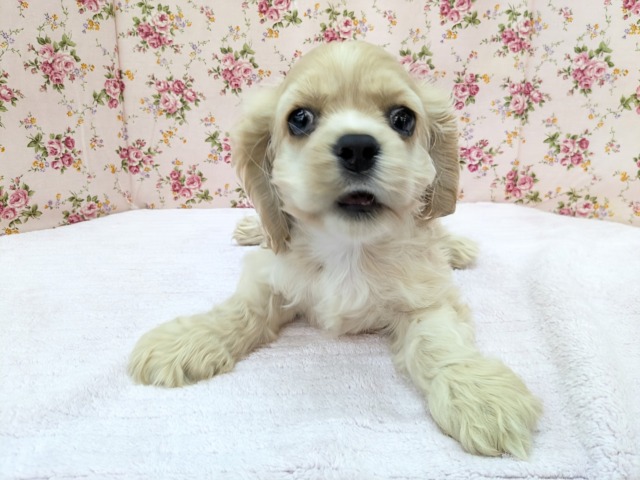 アメリカンコッカースパニエル