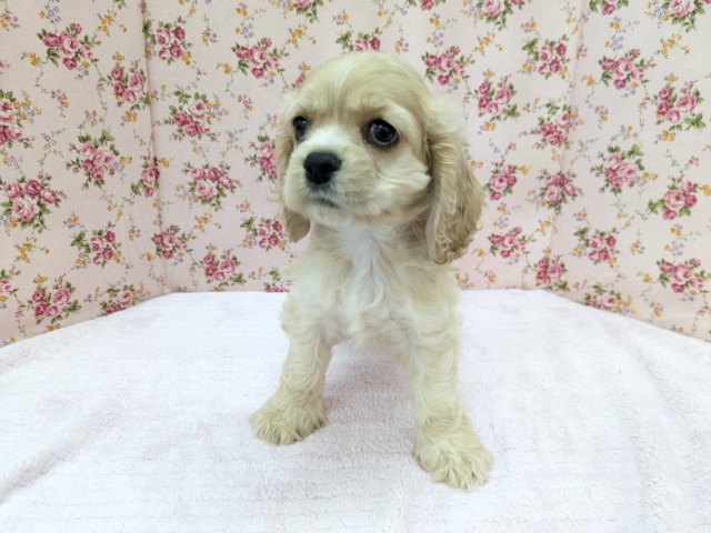 アメリカンコッカースパニエル