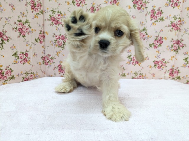 アメリカンコッカースパニエル