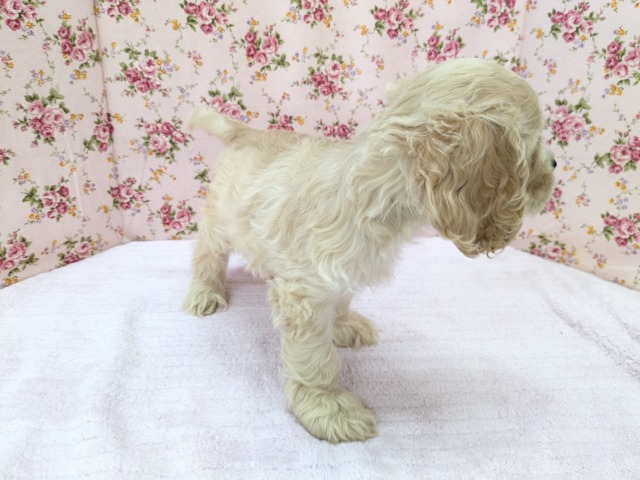 アメリカンコッカースパニエル